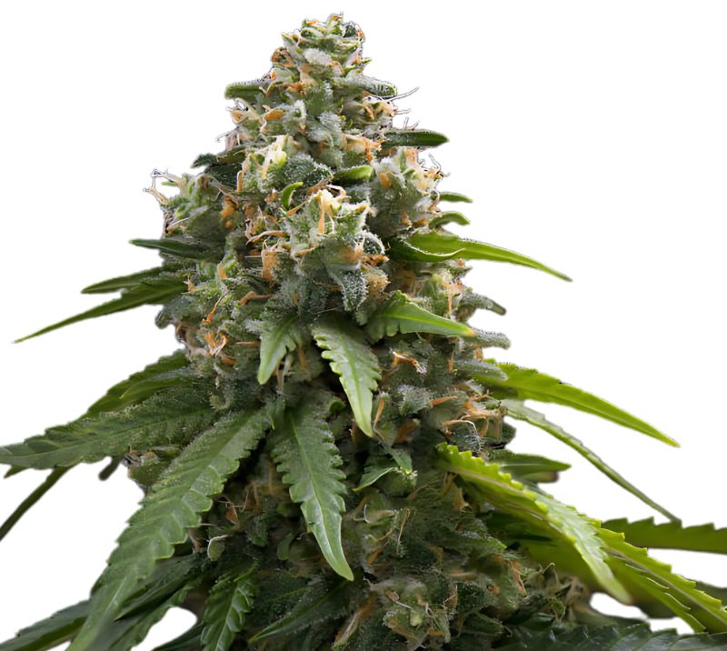 Northern Sunrise Cannabissamen-Verpackung — Royal King Seeds Deutschland