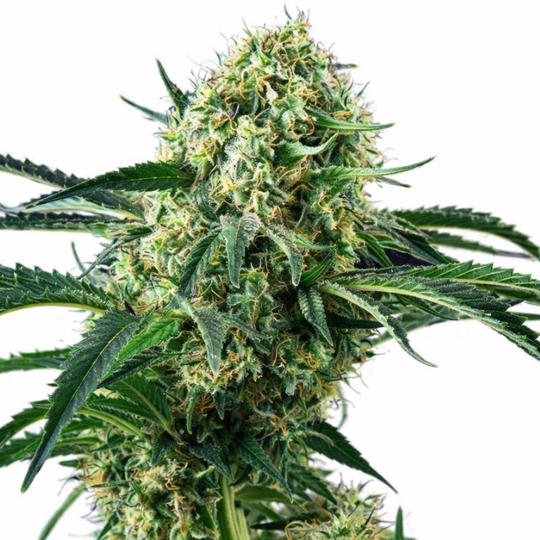 Northern Wreck Cannabissamen-Verpackung — Royal King Seeds Deutschland