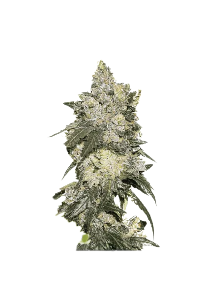 Nuclear Cookies Cannabissamen-Verpackung — Royal King Seeds Deutschland