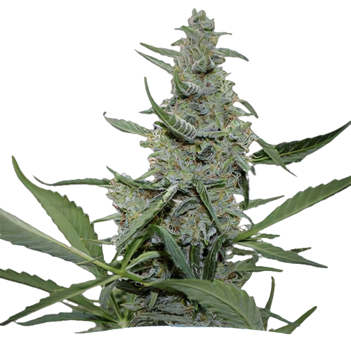 Nuken Cannabissamen-Verpackung — Royal King Seeds Deutschland