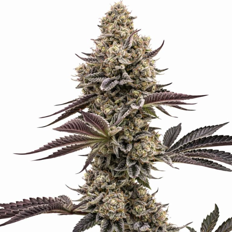 Nutter Cannabissamen-Verpackung — Royal King Seeds Deutschland