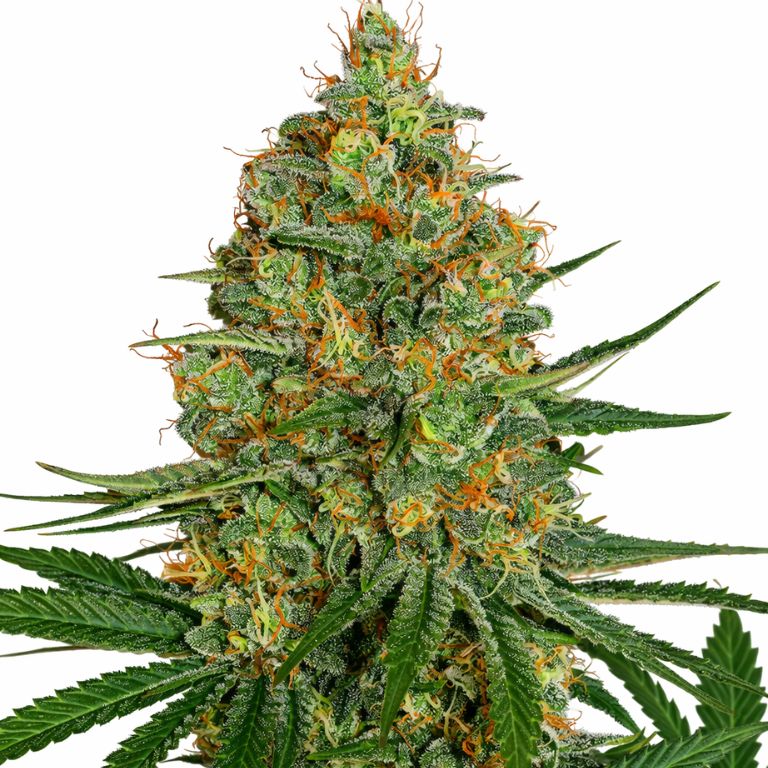 NYC Diesel Cannabissamen-Verpackung — Royal King Seeds Deutschland