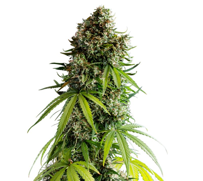 NYC Sour Diesel Cannabissamen-Verpackung — Royal King Seeds Deutschland