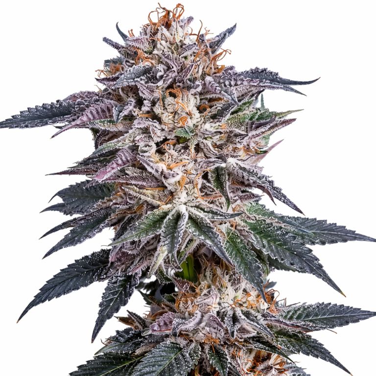 Obama Kush Cannabissamen-Verpackung — Royal King Seeds Deutschland