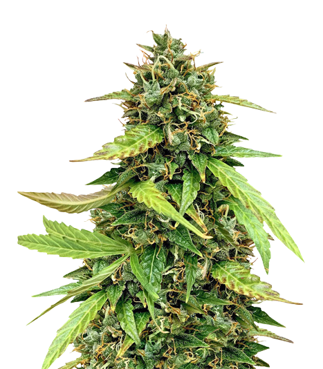 OG Chem Cannabissamen-Verpackung — Royal King Seeds Deutschland
