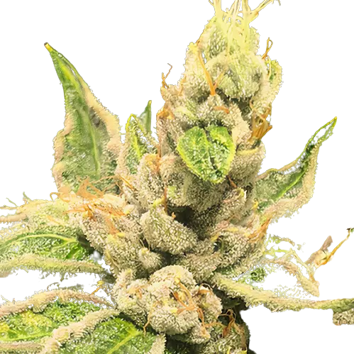 OG Los Angeles Kush Cannabissamen-Verpackung — Royal King Seeds Deutschland