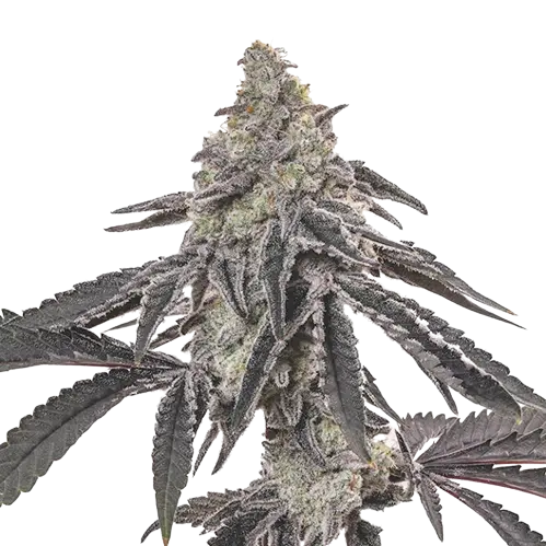 Ogre Berry Cannabissamen-Verpackung — Royal King Seeds Deutschland
