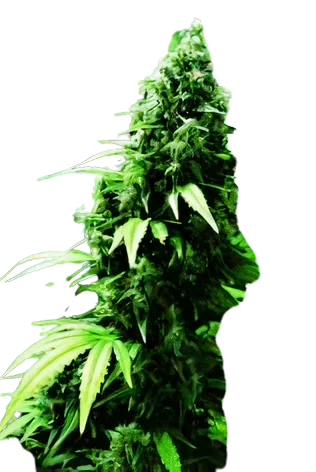 Ogre Cannabissamen-Verpackung — Royal King Seeds Deutschland
