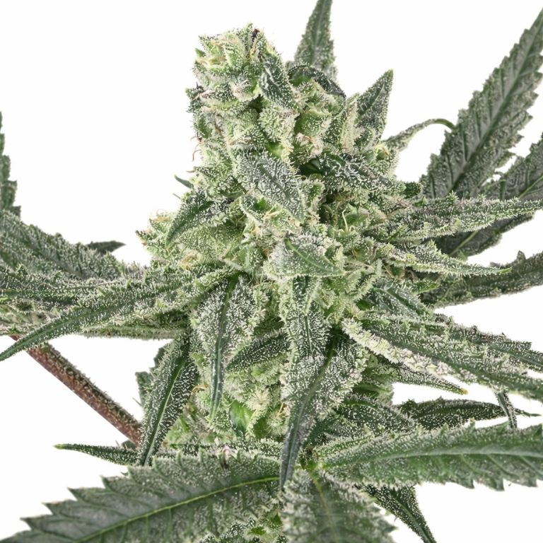 Old School OG Cannabissamen-Verpackung — Royal King Seeds Deutschland