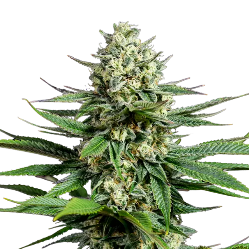 Opal OG Kush Cannabissamen-Verpackung — Royal King Seeds Deutschland