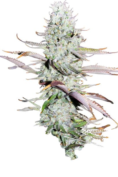 Opium Cannabissamen-Verpackung — Royal King Seeds Deutschland