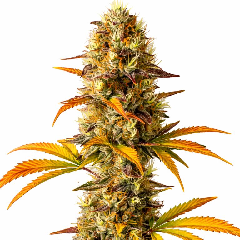 Orange Cookies Cannabissamen-Verpackung — Royal King Seeds Deutschland