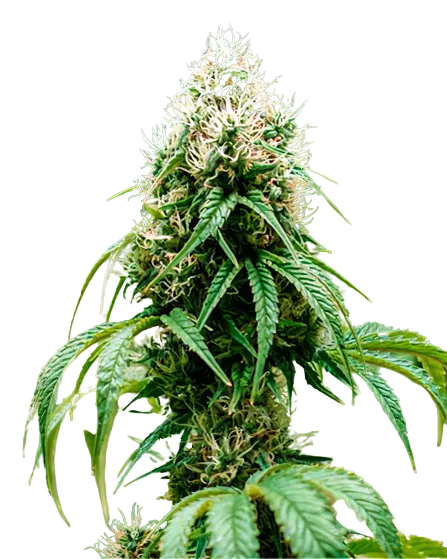 Orange Crush Cannabissamen-Verpackung — Royal King Seeds Deutschland