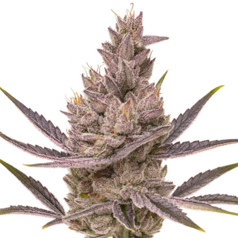 Orange Kush Cake Cannabissamen-Verpackung — Royal King Seeds Deutschland