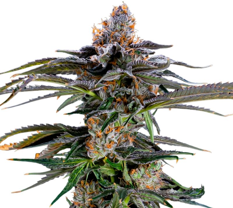 Orange Kush Cannabissamen-Verpackung — Royal King Seeds Deutschland