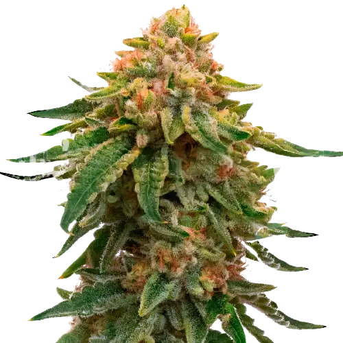 Orange Skunk Cannabissamen-Verpackung — Royal King Seeds Deutschland
