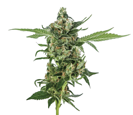 Oregon Diesel Cannabissamen-Verpackung — Royal King Seeds Deutschland