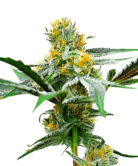 Oregon Peach Cannabissamen-Verpackung — Royal King Seeds Deutschland