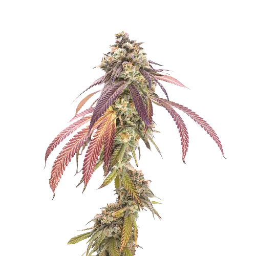 P-51 Cannabissamen-Verpackung — Royal King Seeds Deutschland