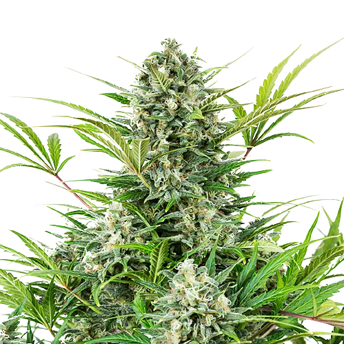 Pacific Blue Cannabissamen-Verpackung — Royal King Seeds Deutschland