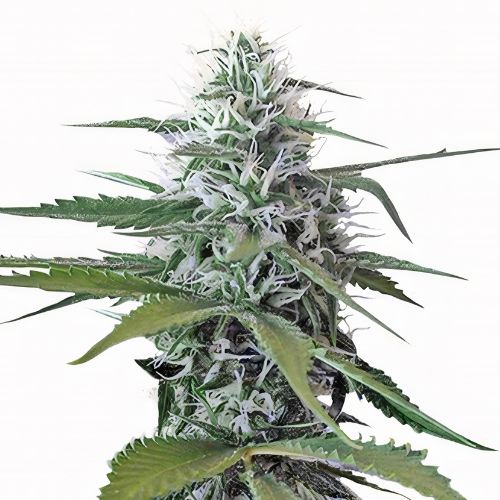 Painkiller XL Cannabissamen-Verpackung — Royal King Seeds Deutschland