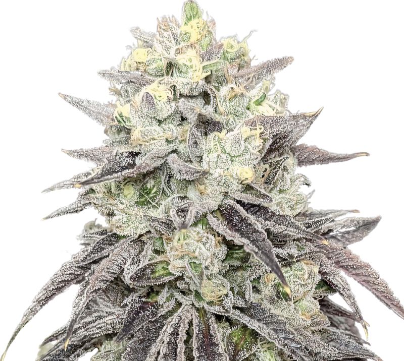 Pakistani Chitral Kush Cannabissamen-Verpackung — Royal King Seeds Deutschland