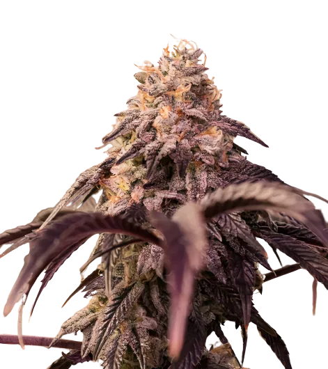 Pamelina Cannabissamen-Verpackung — Royal King Seeds Deutschland