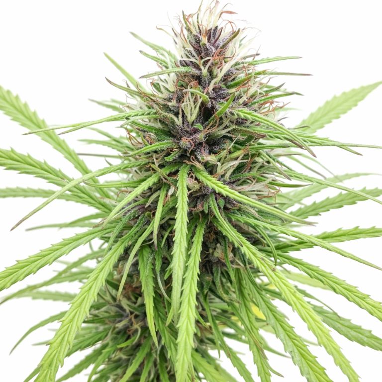 Panama Red Cannabissamen-Verpackung — Royal King Seeds Deutschland