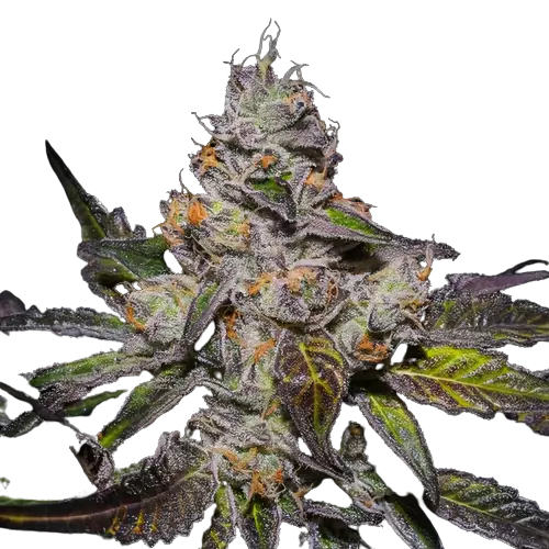 Peanut Butter Breath Cannabissamen-Verpackung — Royal King Seeds Deutschland