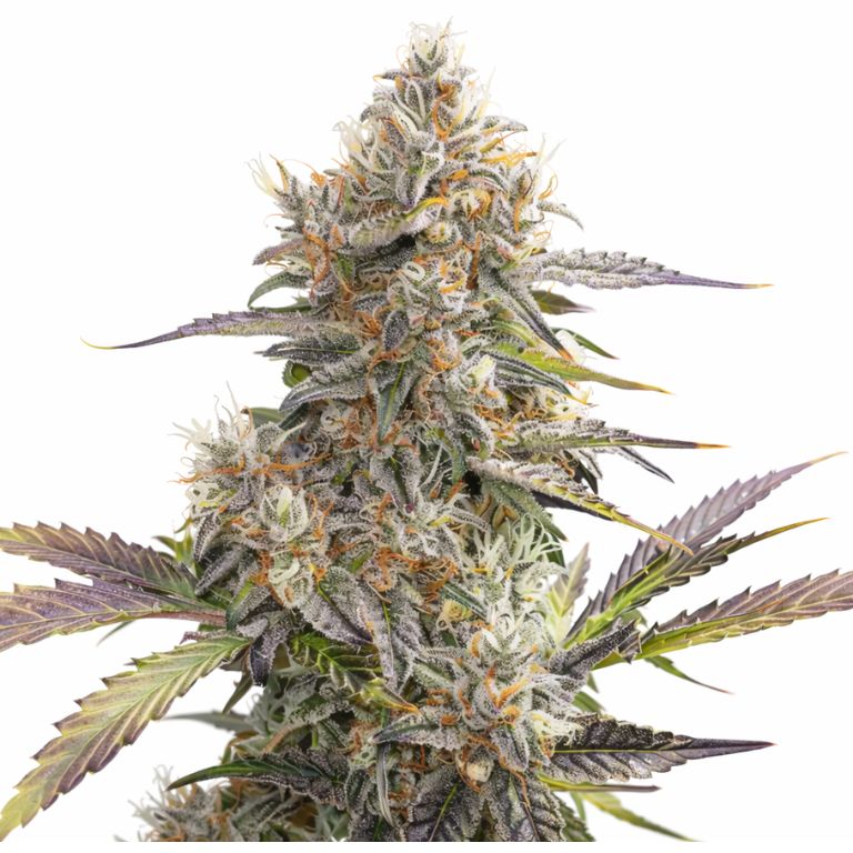 Pennywise CBD Cannabissamen-Verpackung — Royal King Seeds Deutschland