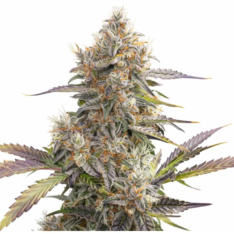 Pennywise Cannabissamen-Verpackung — Royal King Seeds Deutschland