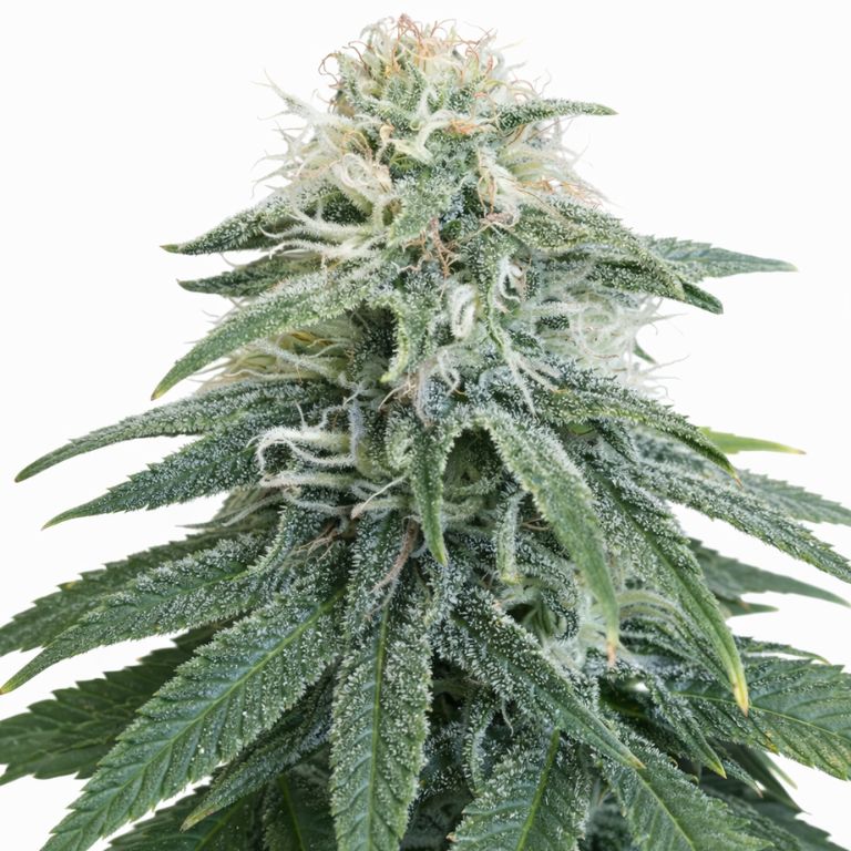 Permafrost Cannabissamen-Verpackung — Royal King Seeds Deutschland