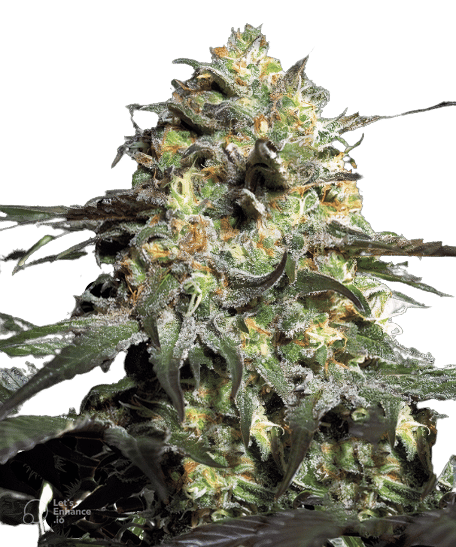 Peyote Cookies Cannabissamen-Verpackung — Royal King Seeds Deutschland