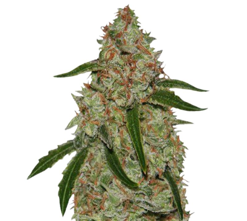 Phantom OG Cannabissamen-Verpackung — Royal King Seeds Deutschland