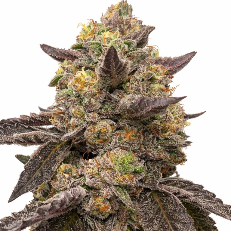 Pie Scream Cannabissamen-Verpackung — Royal King Seeds Deutschland
