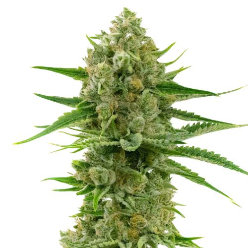 Pine Cannabissamen-Verpackung — Royal King Seeds Deutschland