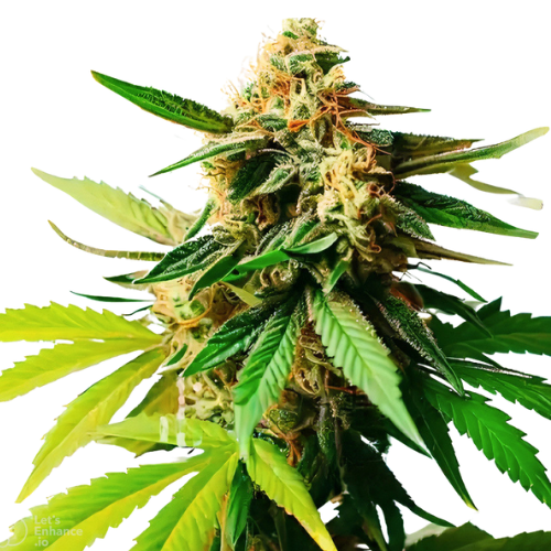 Pineapple Diesel Cannabissamen-Verpackung — Royal King Seeds Deutschland