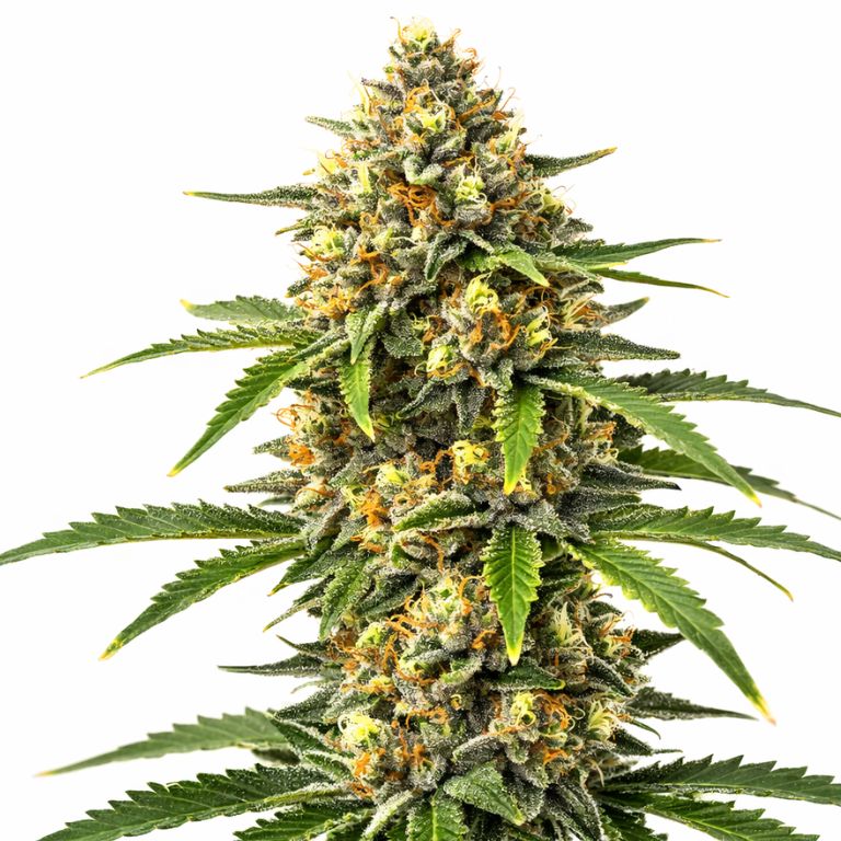 Pineapple Cannabissamen-Verpackung — Royal King Seeds Deutschland