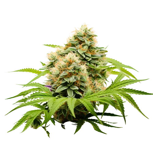 Pineapple Haze Cannabissamen-Verpackung — Royal King Seeds Deutschland