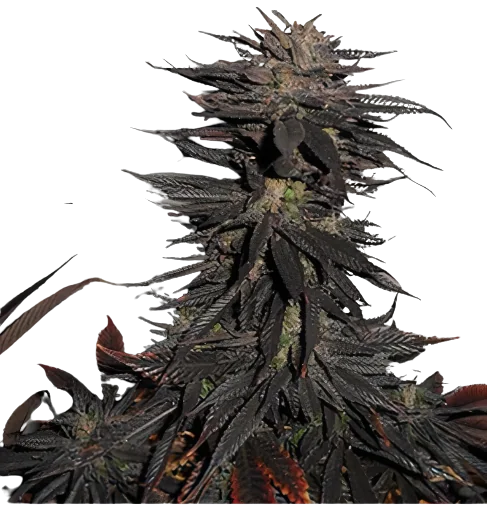 Pineapple Purple Skunk Cannabissamen-Verpackung — Royal King Seeds Deutschland