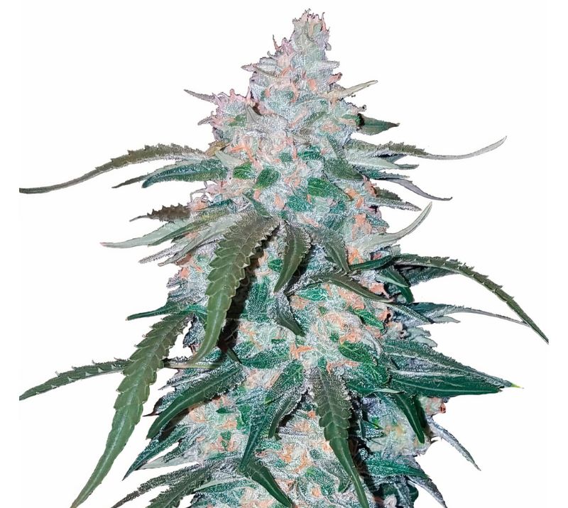 Pineapple Thai Cannabissamen-Verpackung — Royal King Seeds Deutschland