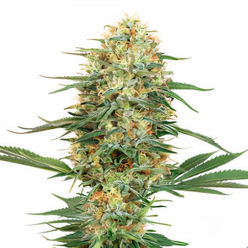 Pink Bubba Cannabissamen-Verpackung — Royal King Seeds Deutschland