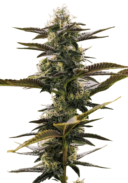 Pink Champagne Cannabissamen-Verpackung — Royal King Seeds Deutschland