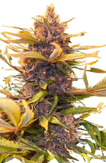 Pink Panther Cannabissamen-Verpackung — Royal King Seeds Deutschland