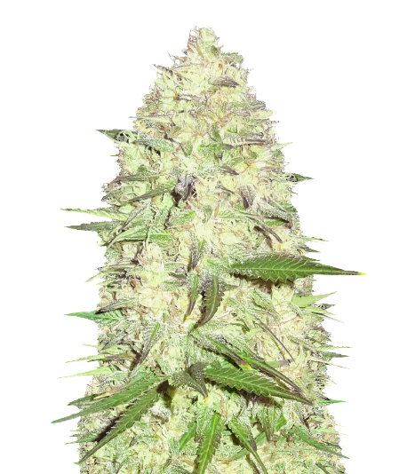 Pitbull Pit Cannabissamen-Verpackung — Royal King Seeds Deutschland