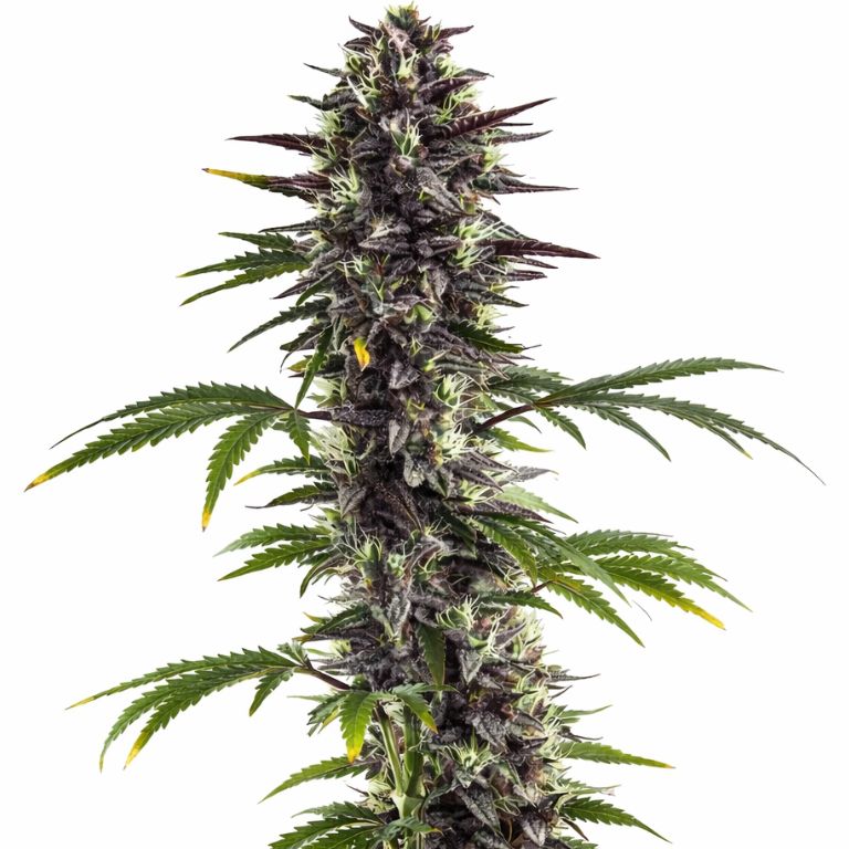 Platinum Bubba Cannabissamen-Verpackung — Royal King Seeds Deutschland