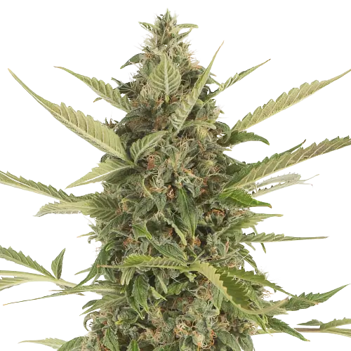 Platinum Bubba Kush Cannabissamen-Verpackung — Royal King Seeds Deutschland