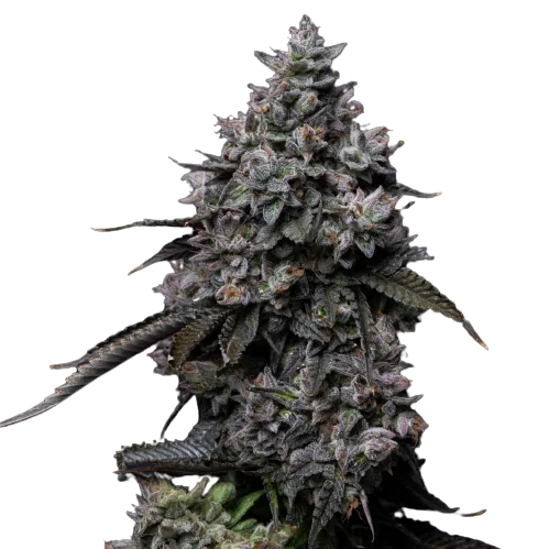 Platinum GSC Cannabissamen-Verpackung — Royal King Seeds Deutschland
