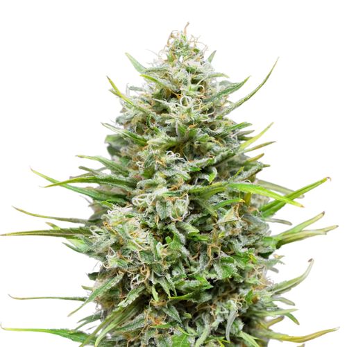 Platinum Kush Cannabissamen-Verpackung — Royal King Seeds Deutschland