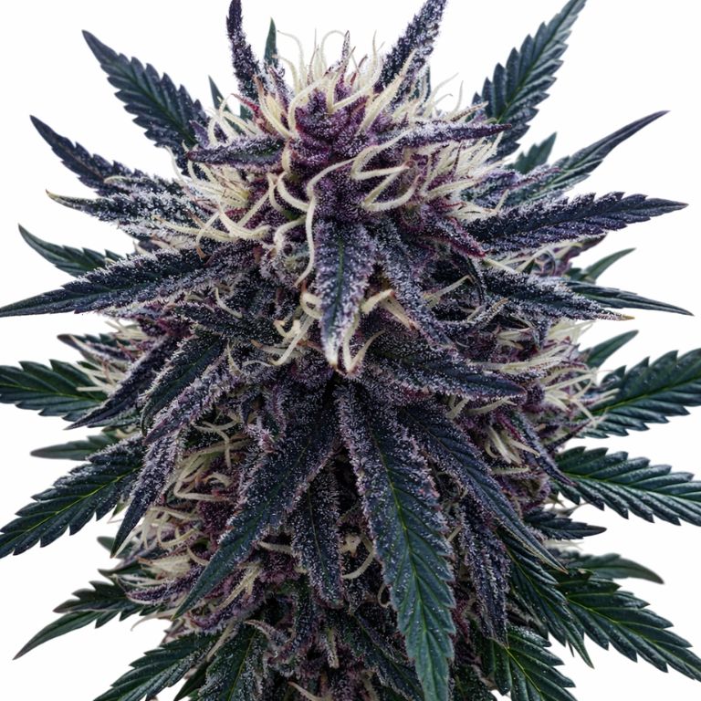 Platinum Purple Kush Cannabissamen-Verpackung — Royal King Seeds Deutschland